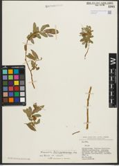 Foto von Salix pycnostachya Andersson